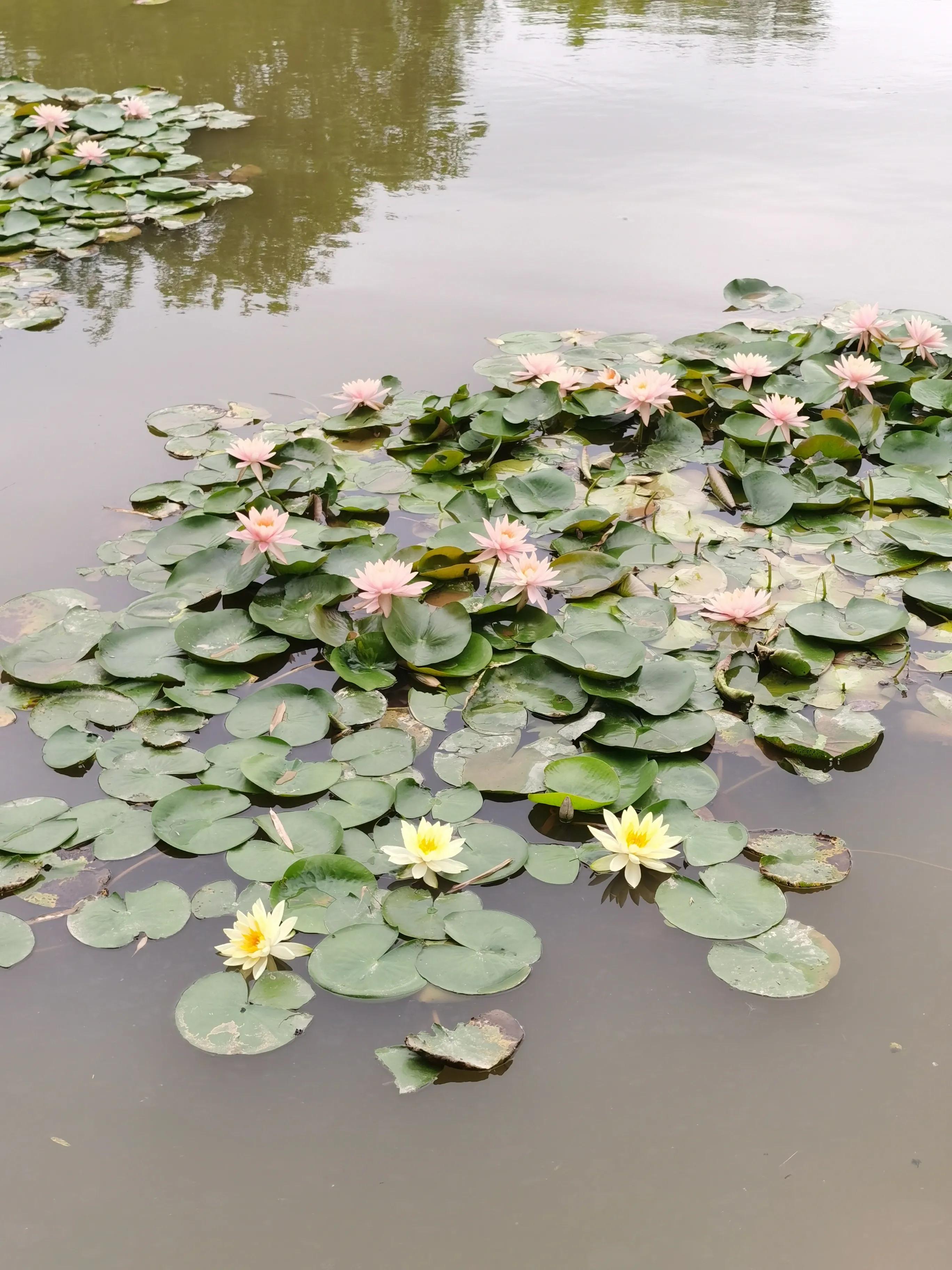 浅水缸养睡莲和鱼的方法,过滤陶缸养殖睡莲