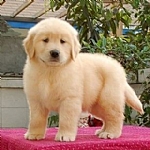 金毛是什么品种的狗,长得像金毛的大肥脸的品种狗