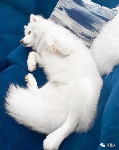 一只经常被误认为萨摩的哈士奇，没想到它居然长这样，太沙雕了