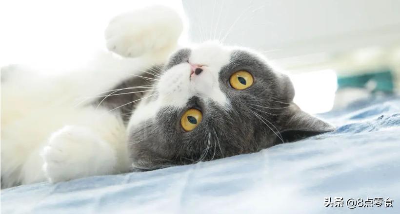 养猫的感悟总结,养猫心得100句