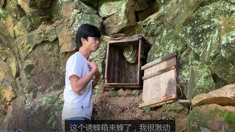 蜂箱诱蜂的最佳方法老师告诉你,诱蜂箱怎样处理能快速来蜂