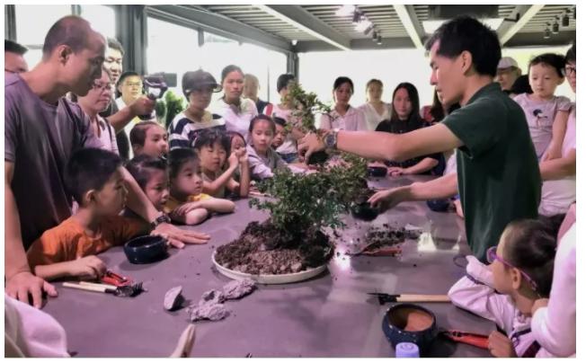 花木城盆景图片,创意盆景花木之乡