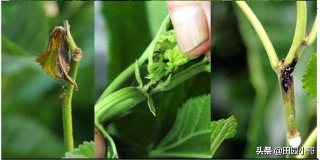 桑树黑枯病用什么防治,桑树烂头病的治疗方法