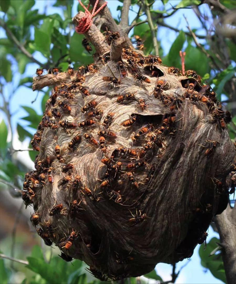 被马蜂蜇伤是意外事件,被马蜂蛰伤怎么救治