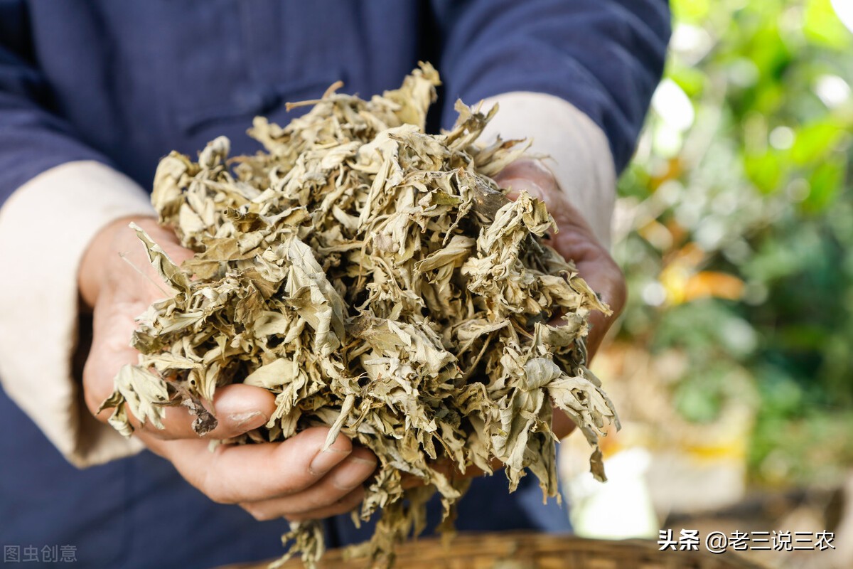 端午节的由来和习俗要插艾草么,端午节五大禁忌意义