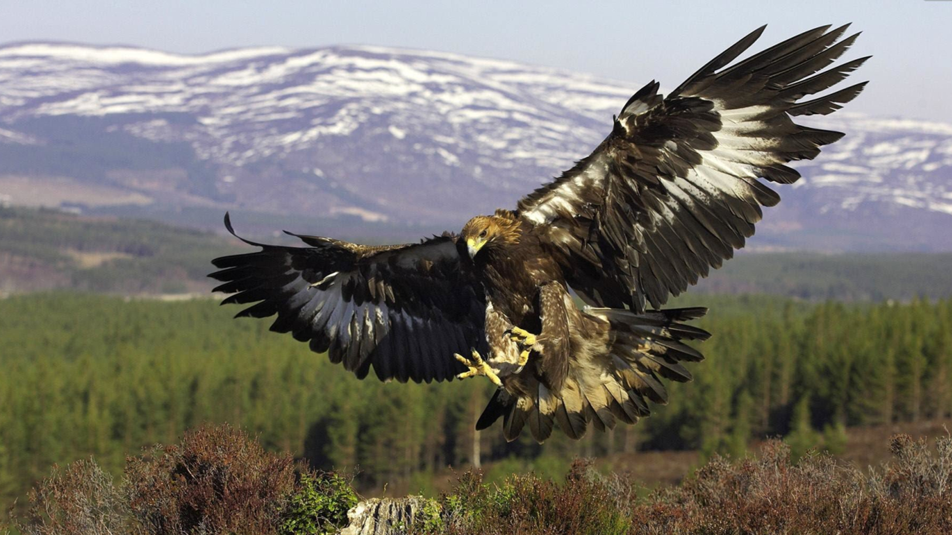 最强的棕熊和北极熊谁更厉害,十大顶级掠食者动物