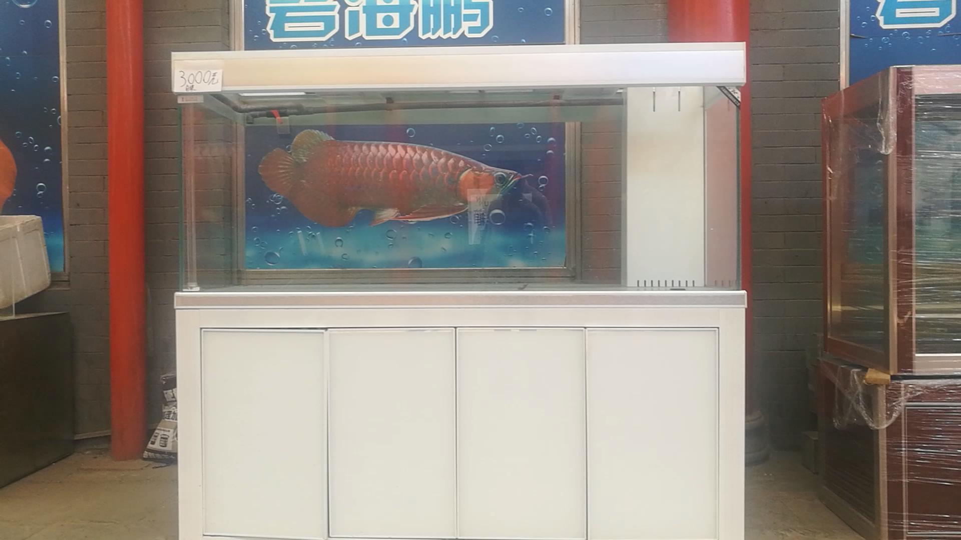 北京十里河鱼市，都说它拆了，我却看到了综合性的水族市场