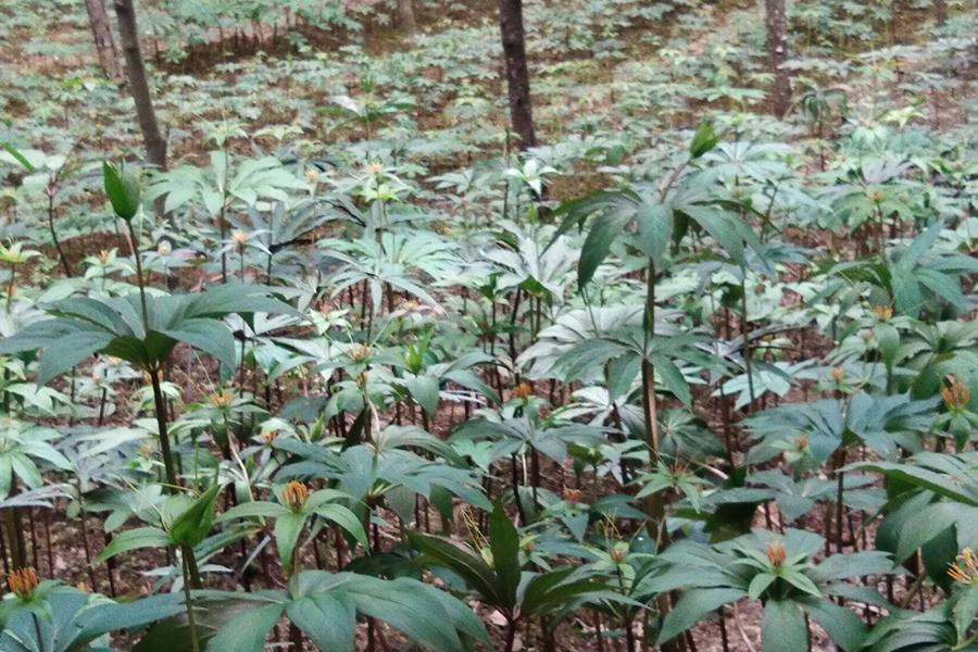 什么东西治蛇最有效,哪种草药治蛇的毒