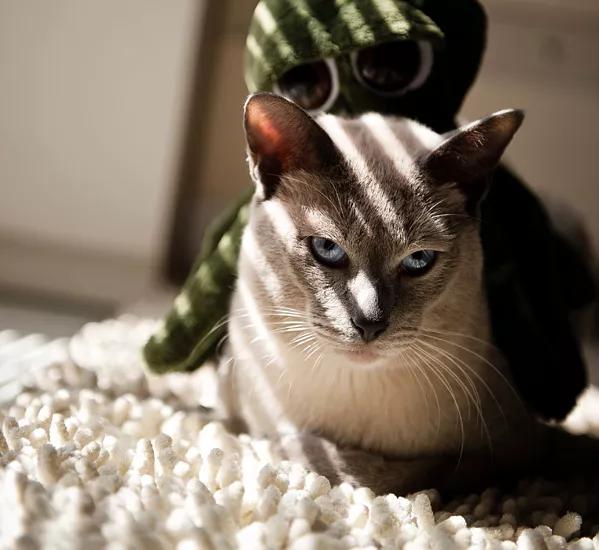 猫咪品种大盘点3：暹罗猫