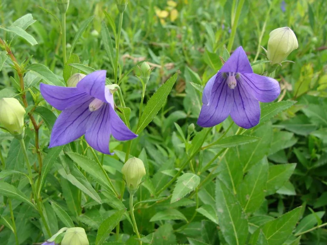 冬天常见中药植物图片及功效,花期长的草本植物图片
