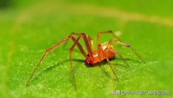 农业害虫分类大全,农业害虫分类及杀虫剂