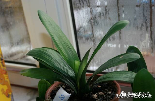君子兰这样浇水，叶绿花大色更艳，一年能长6片叶