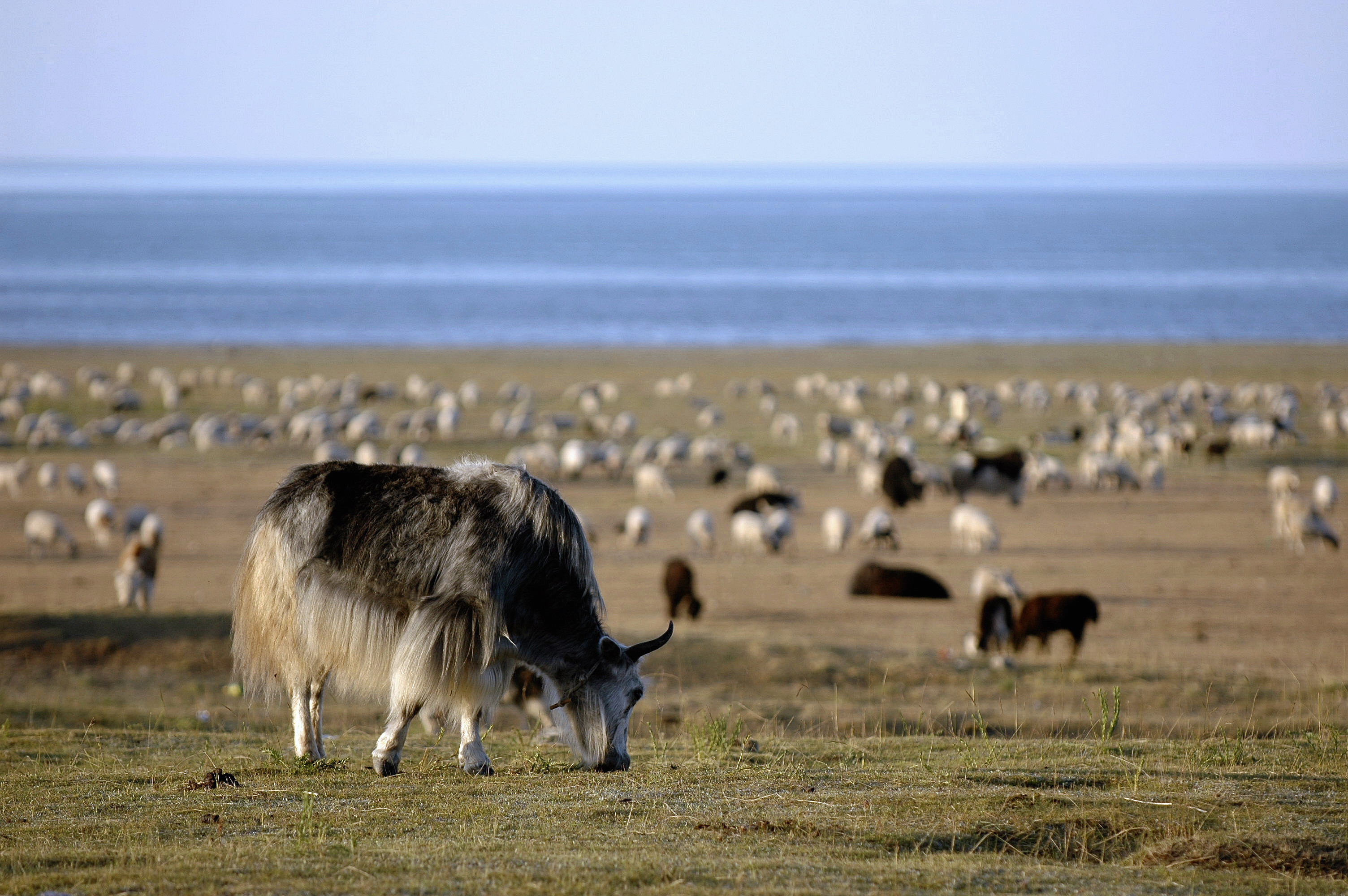 在青海湖畔想起海子和梭罗