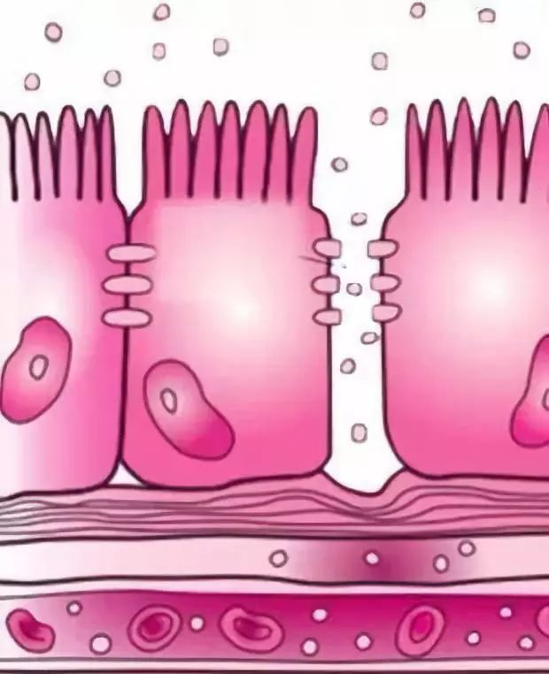 消化循环免疫人体最重要的系统,如何维系消化系统的健康功能