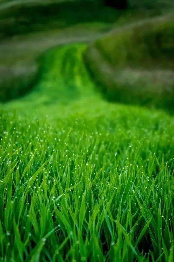 芒种种出新希望,芒种和幸福播种