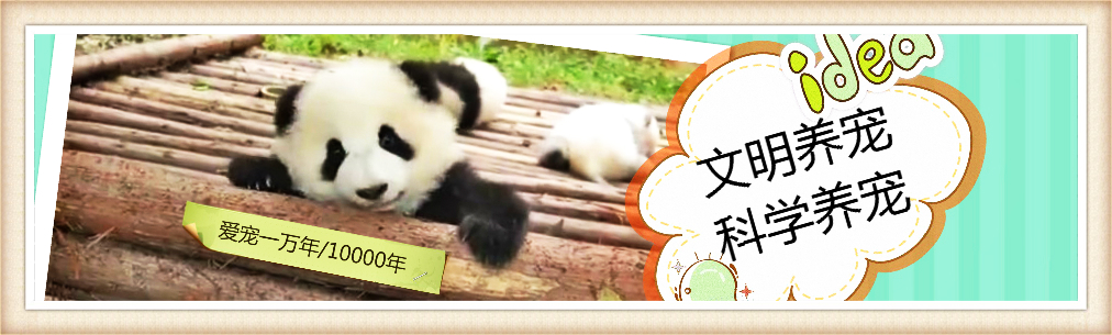 常见的七种宠物仓鼠品种,仓鼠科普常见仓鼠种类