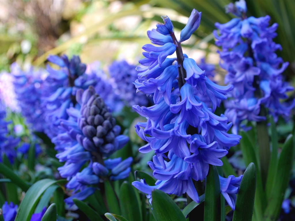 十种蓝色花,常见的六种蓝色花