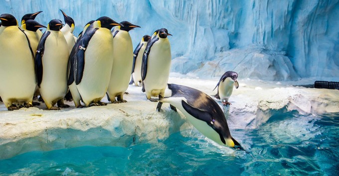 珠海长隆海洋王国官网预约,珠海长隆海洋王国英语介绍