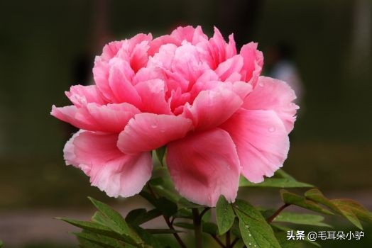 世界各国的国花是什么,各个国家的国花和寓意介绍