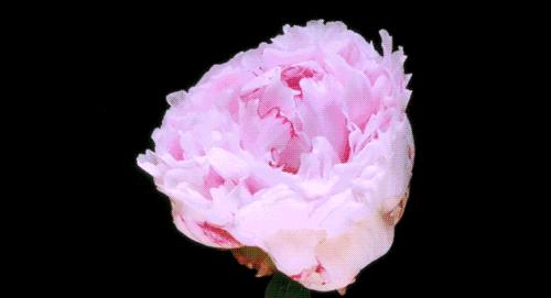 送你百花开放的瞬间动图！简直美呆了！