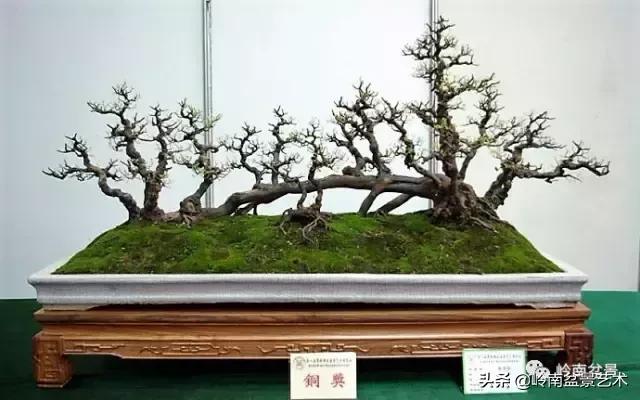 最美的100盆雀梅盆景,雀梅盆景第一年修剪视频