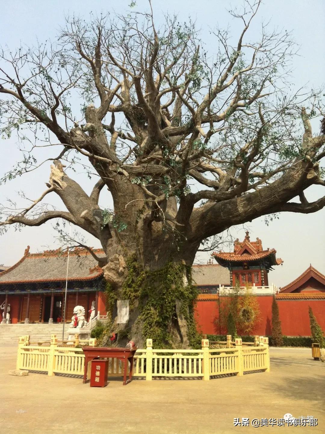 山西洪洞大槐树移民故事真实吗,山西洪洞大槐树历史事件视频