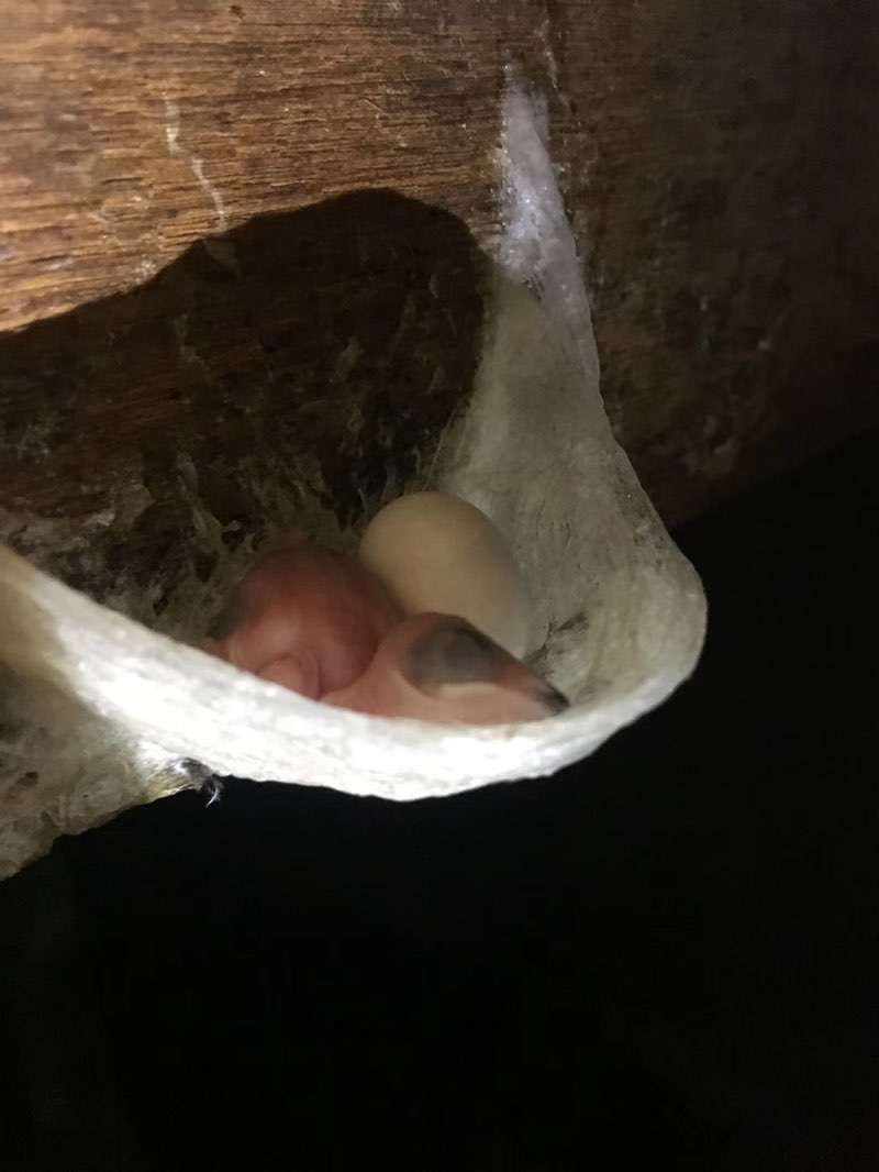 爪哇金丝燕介绍,金丝楠知识普及