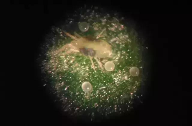 桃树虫害图谱,桃树虫害的图片及防治方法