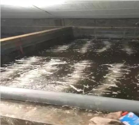 南美白对虾防病最佳时间,南美白对虾的防病治病技术