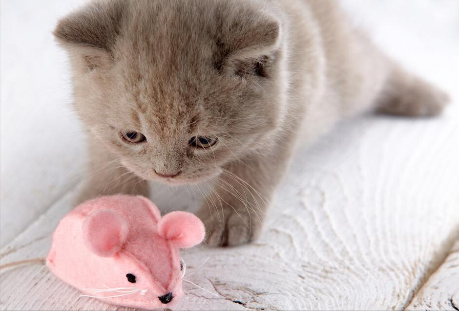 全网推荐好玩又便宜的猫咪玩具,最便宜又实用的猫玩具