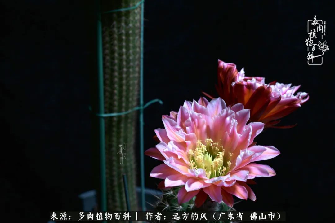 那些花儿在每个角落静静为你开着,那些花儿在每个角落静静地绽放