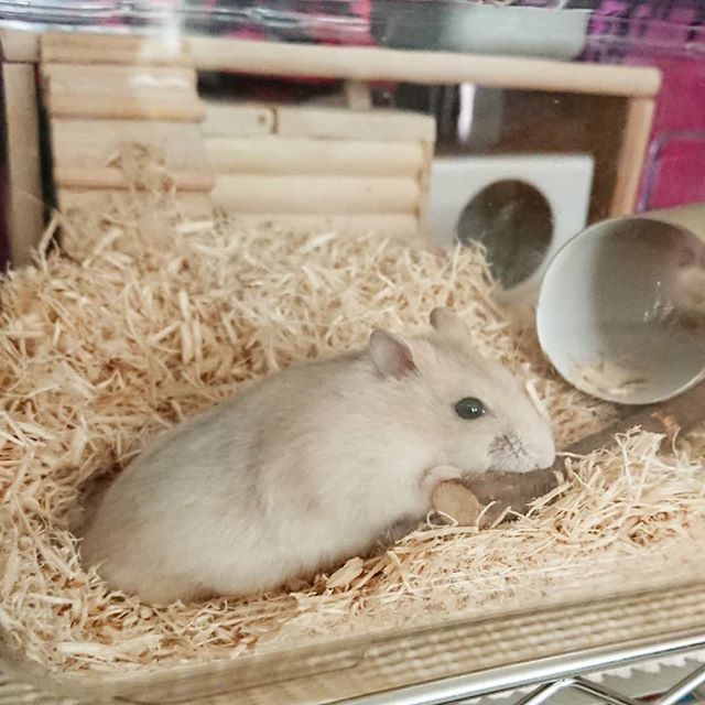 仓鼠到新环境一直咬笼子是怎么了,仓鼠突然很焦躁疯狂咬笼怎么了