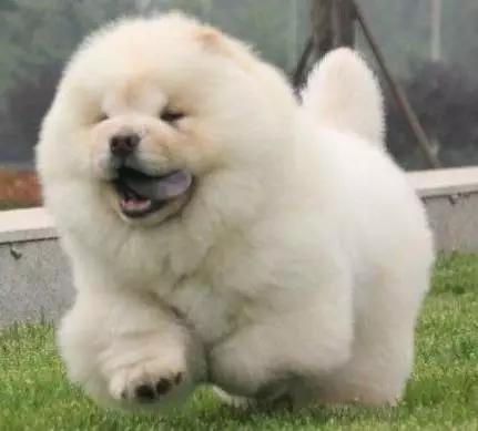 各种狗狗身价排名,各种狗的待遇对照表