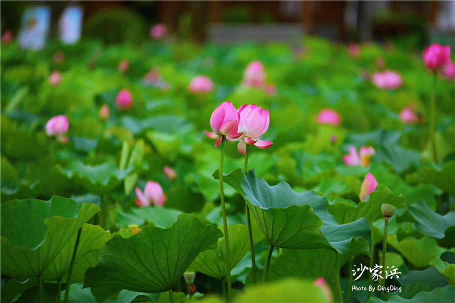 常熟哪里有荷花,江苏常熟荷花景区