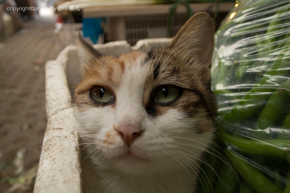 深入浅出讲解薛定谔的猫,关于薛定谔的猫的故事