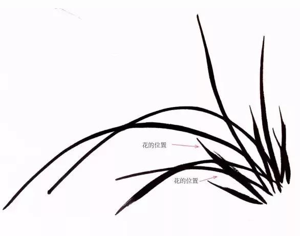 国画兰花绘画图,简单国画兰花画法教程