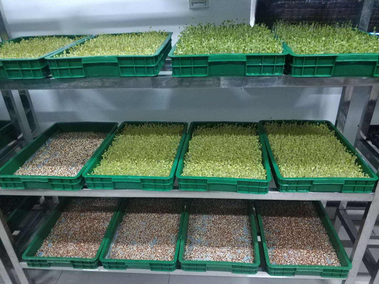 芽苗菜的种植技术香椿,香椿芽苗菜种植技术与管理视频