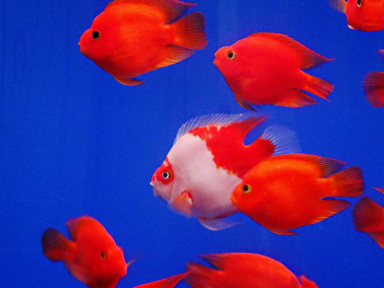 财神鱼哪种比较漂亮,起头财神鱼