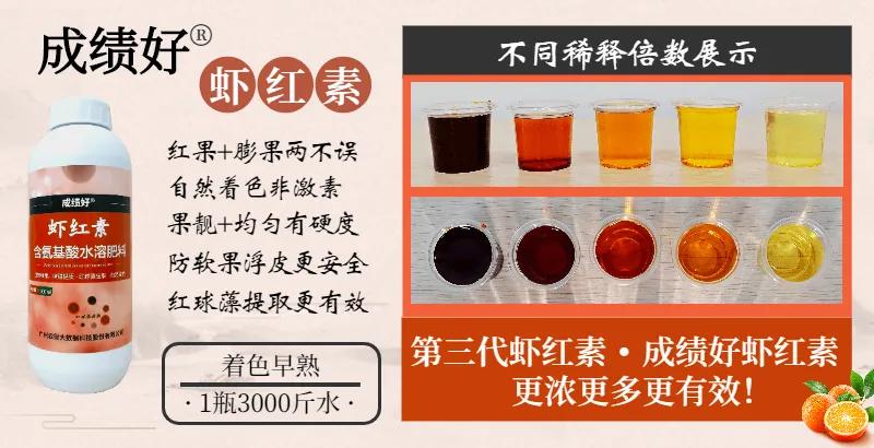 2023爱媛28红美人收购价格,红美人爱媛28号果冻橙多少钱一斤