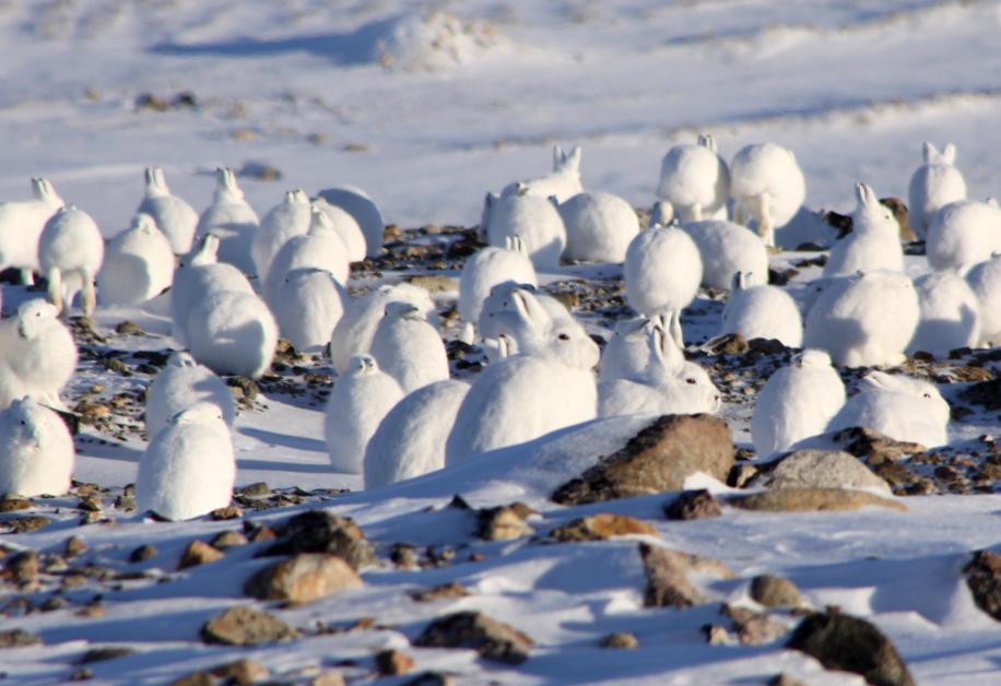 不是每只兔子都像澳大利亚野兔般“好命”，生存的艰辛，北极兔懂