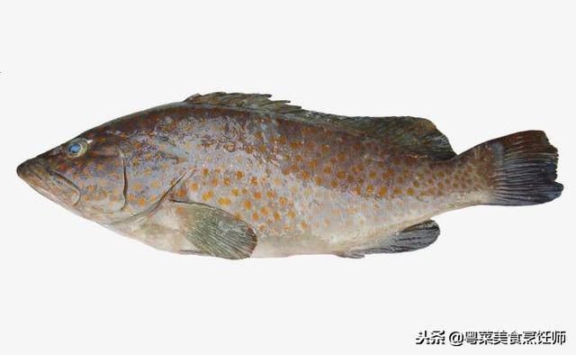 名贵海鲜食材排名,名贵海鱼大全图片