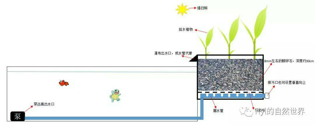 沼泽过滤鱼缸怎么开缸,沼泽缸开缸教程
