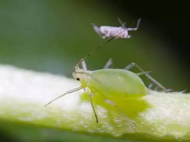 蚜虫到底怎么才能取出来,蚜虫是怎么来的