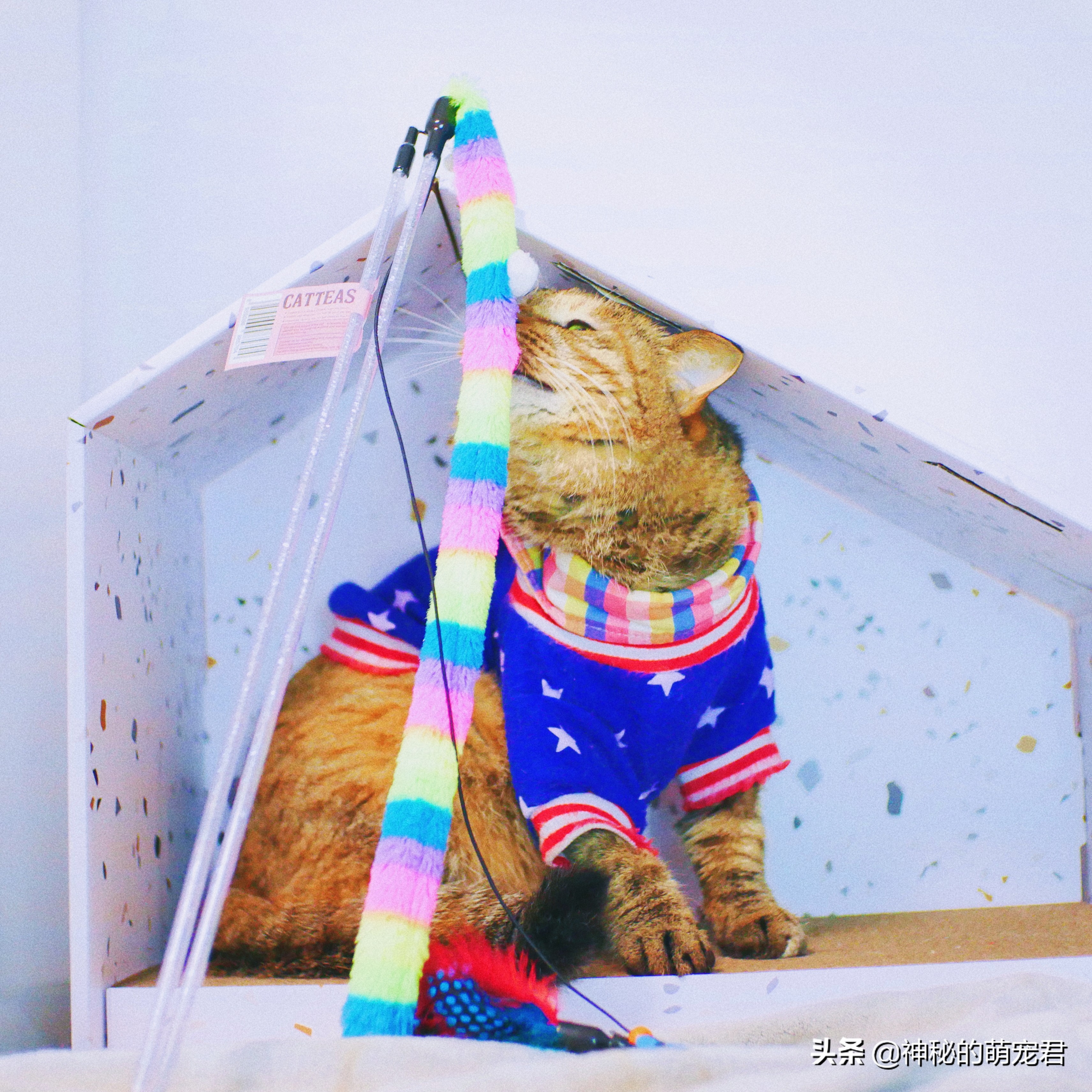 什么逗猫棒猫咪会玩,怎么做猫咪玩的逗猫棒