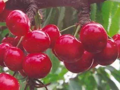 樱桃虫害防治绝招,樱桃虫害防治