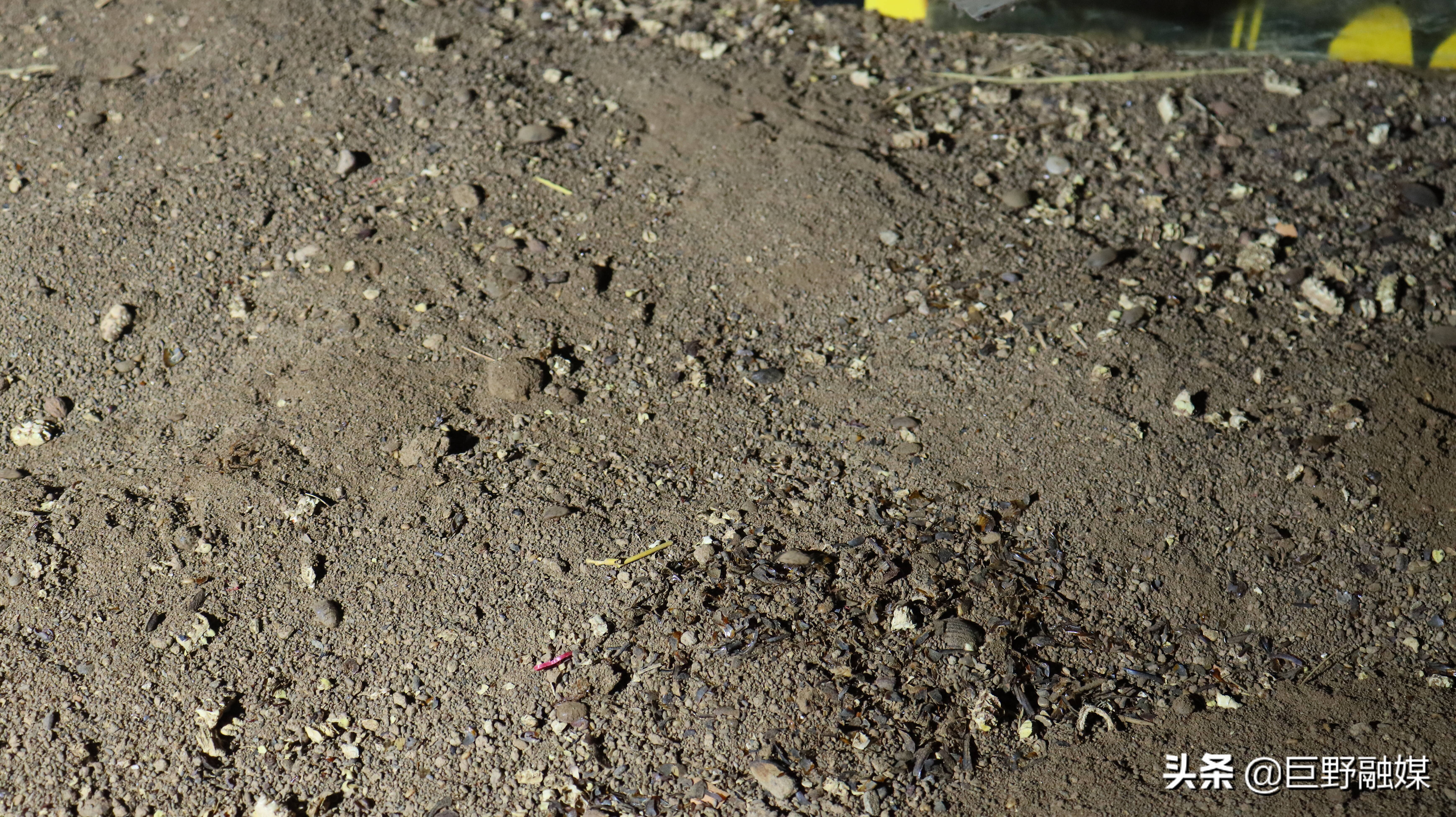 养土鳖虫收益,你知道养什么能致富吗