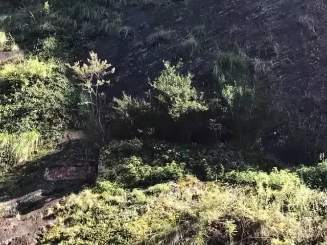 武夷岩茶大红袍讲解词,武夷岩茶大红袍基础知识