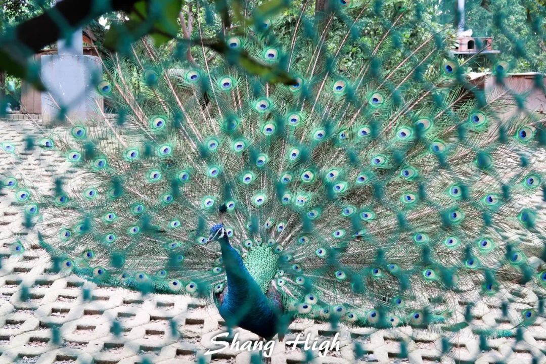 和平公园动物岛还有吗,和平公园可以喂动物吗