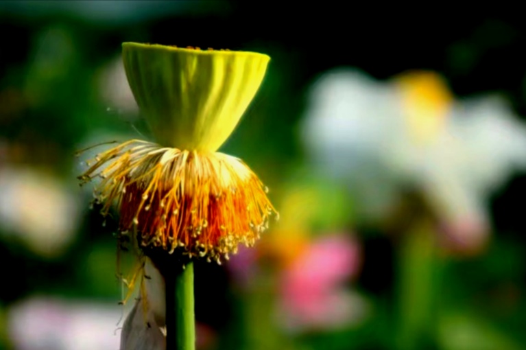 最美的荷花诗句,一起赏荷花的诗词歌赋
