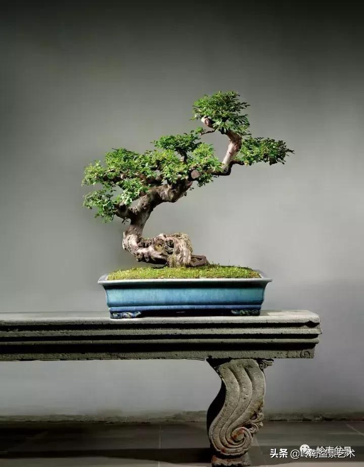 最美的100盆雀梅盆景,雀梅盆景第一年修剪视频